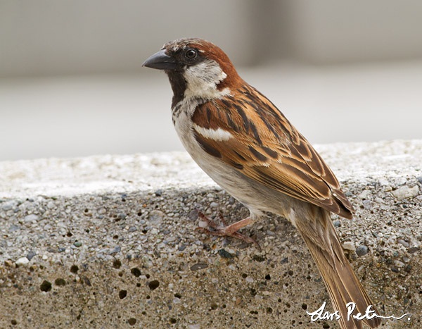 'Swiss' Sparrow